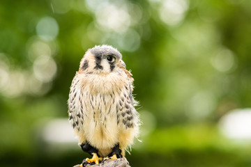 Portrait of a juvenile lanner falcon ( Falco Biarmicus ) sitting on a falconeers glove and hand...