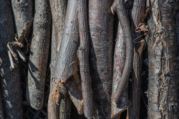 cherry firewood tree timbers for furnituremaking
