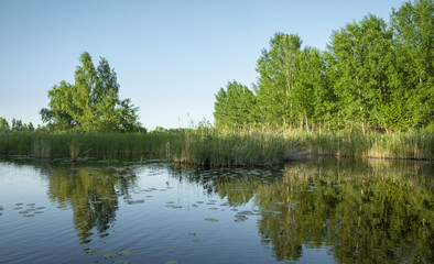 Fototapeta na wymiar Forest landscape. Lake, reeds and trees against the blue sky. Summer evening,