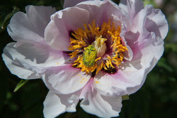 A beautiful flower of a tree-like peony in a summer garden. May beetle stained with pollen. Macro detail of white-pink flower.