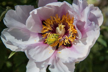 A beautiful flower of a tree-like peony in a summer garden. May beetle stained with pollen. Macro detail of white-pink flower.