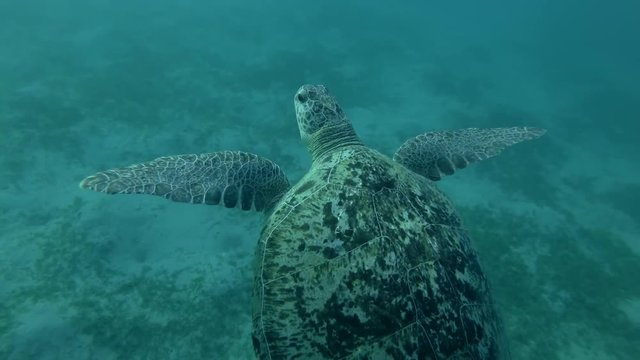 Green sea turtle swim to the surface of water (Chelonia mydas) Low-angle shot, Follow shot, Underwater shot, 4K / 60fps
