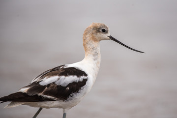American Avocet marine bird looking out into the surf for food in close profile view..