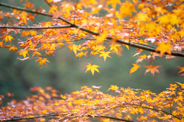 Maple leaf colorful in autumn travel in japan.