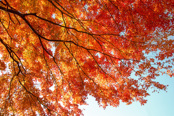 Maple leaf colorful in autumn travel in japan.
