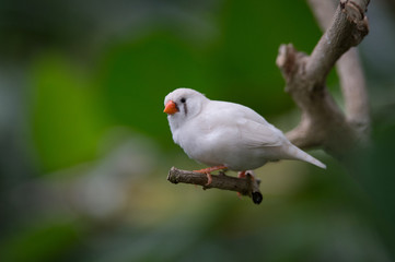 oiseau mandarin diamant blanc seul posé sur une branche