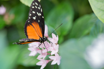 insecte papillon seul Heliconius hecale orange et noir sur une fleur rose
