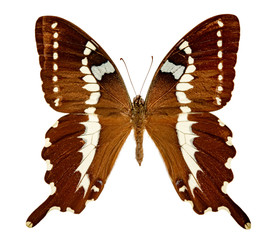 Papilio delalandei on the white background