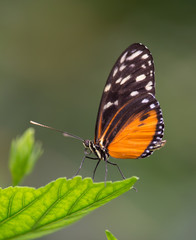 Fototapeta na wymiar insecte seul papillon Heliconius hecale orange et noir sur une feuille verte en gros plan sur fonds sombre