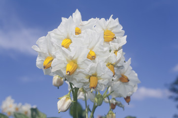 flowers of potato