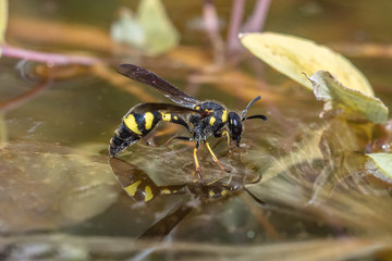Knotenwespe auf dem wasser