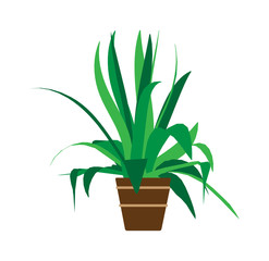Indoor pot plant home vector. Floral green cartoon interior icon. Summer flower room graphic illustration. Office decoration small flowerpot isolated. Flat art exotic nature vase. Furniture drawing
