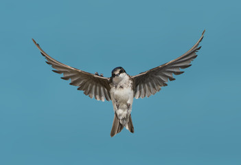 Catch Me If You Can - A tree swallow is fast in flight, fast in quick, sharp turns and a huge challenge to photography in flight. 