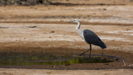 White-necked Heron (Ardea pacifica)
