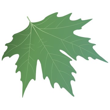 Green sycamore leaf. Vector illustration.