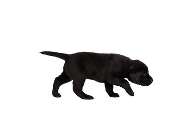 5 week old labrador puppy isolated on a white background walking away