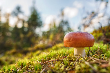 Small forest mushroom into green moss with selective focus