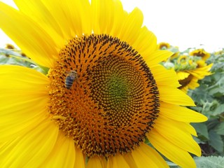 Sunflowers grow on the field. The field is dotted with hem. Crop seeds, sunflower seeds ripen in the sun.