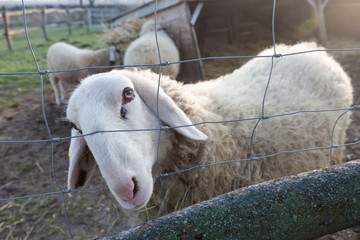 A sheep looking through the fence