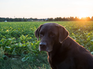 Brown Labrador Retriever Dog at sunset