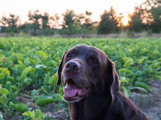 Brown Labrador Retriever Dog at sunset