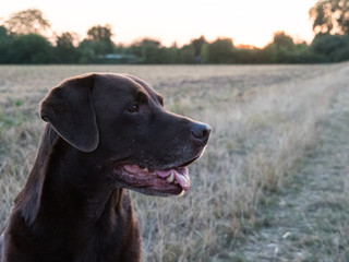 Brown Labrador Retriever Dog 