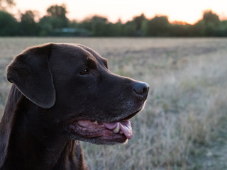 Brown Labrador Retriever Dog 