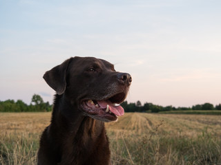 Brown Labrador Retriever Dog 
