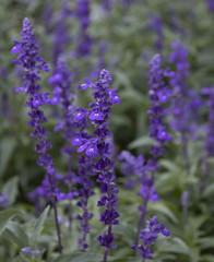 Purple Flowers