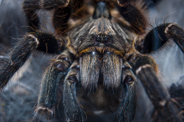 Horned Baboon Tarantula Close-Up