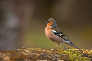 Common chaffinch standing on a tree trunk in the forest.