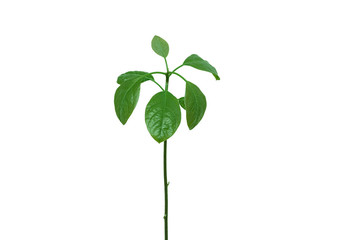 A young avocado tree. White isolate.