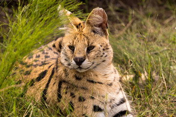 Wild African Cat