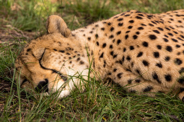 Sleeping Cheetah