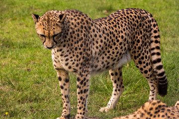 Standing Cheetah