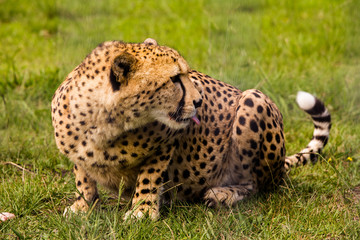 Cheetah Tongue