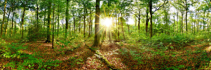 Beautiful forest in summer with bright sun shining through the trees