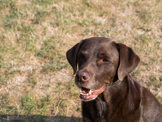 Fototapeta premium Brown Labrador Retriever Dog