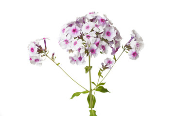 Delicate phlox flowers with bright center isolated on a pink background, close-up.
