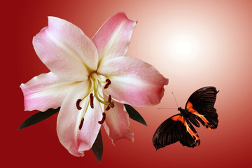 Lily and flying butterfly