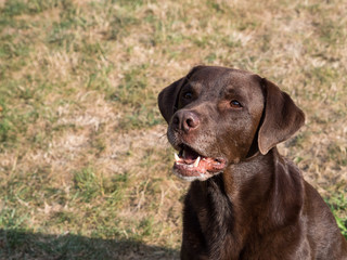 Brown Labrador Retriever Dog