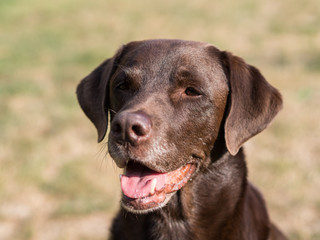 Brown Labrador Retriever Dog