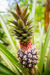 Fototapeta premium Pineapple growing