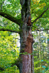 Fototapeta premium Branches and lush in Bialowieza woods, Poland