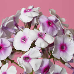 Fototapeta na wymiar Delicate phlox flowers with bright center isolated on a pink background, close-up.