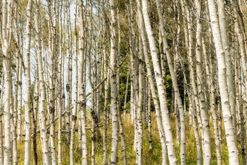 Obraz premium Grove of small Aspen trees in nature with yellow green grasses