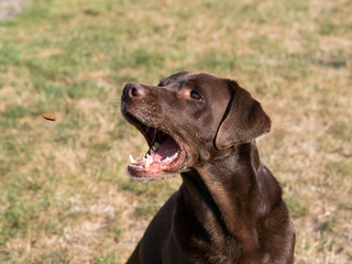 Brown Labrador Retriever Dog