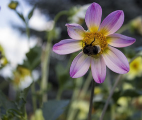 Bumblebee in flower.