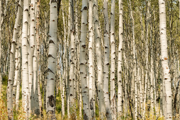 Tall pale Aspen trees in a grove in the wilderness summer time