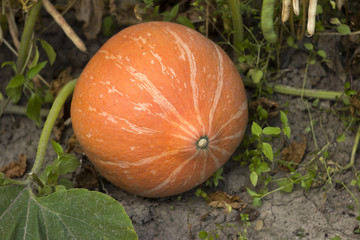 Fototapeta premium Ripe orange pumpkin growing in the vegetable garden, the harvest. Preparation for Halloween